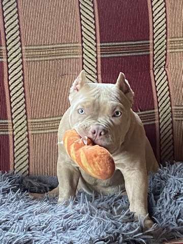 Собаки в Домодедово: Американский Булли микро Девочка, 70 000 руб. - фото 2