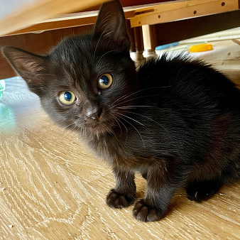 Черный котенок в дар