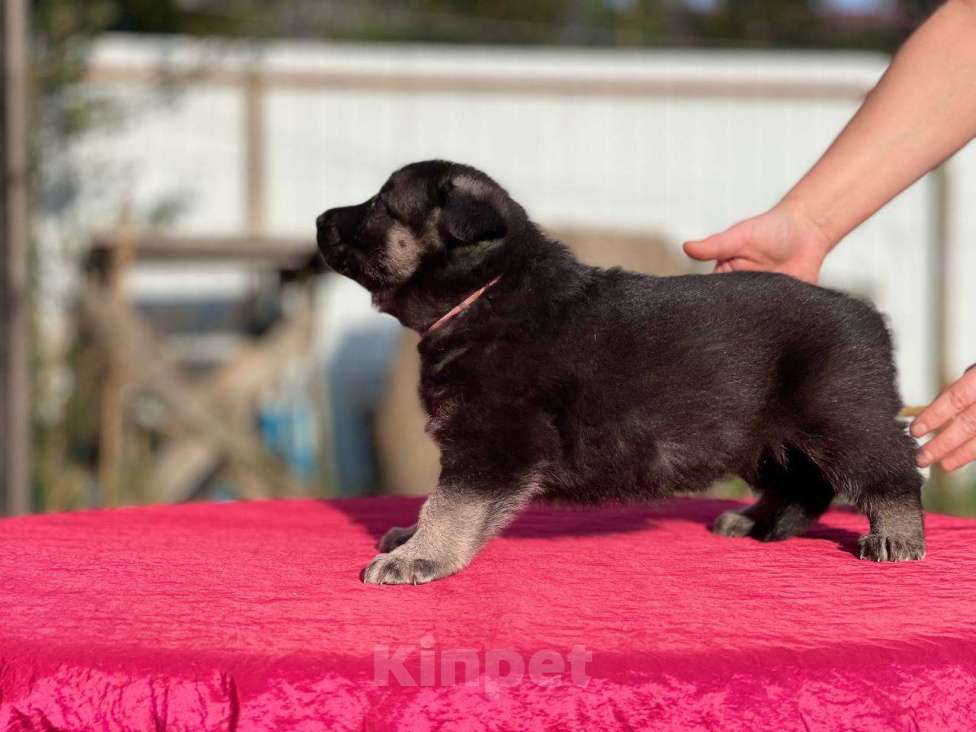 Собаки в других городах Ленинградской области: Сука ВЕО от Гордость Питера Церри Бой х Гроза Девочка, 40 000 руб. - фото 3