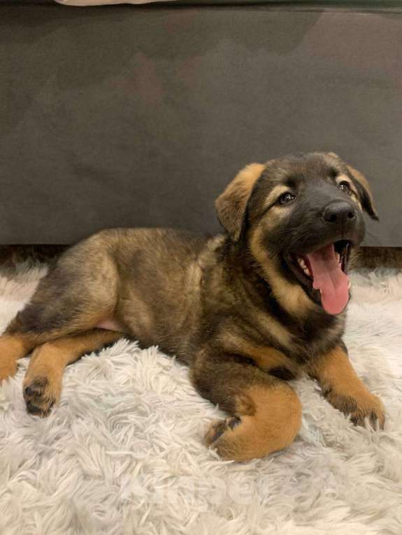 Собаки в Москве: Щенок девочка 2 мес ищет семью Девочка, Бесплатно - фото 5