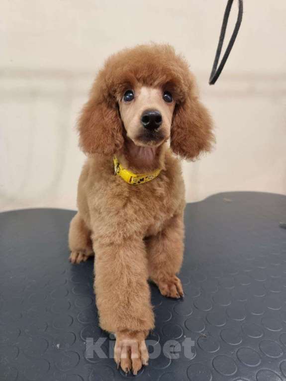 Собаки в Красноярске: Щенки миниатюрного рыжего пуделя Девочка, Бесплатно - фото 5