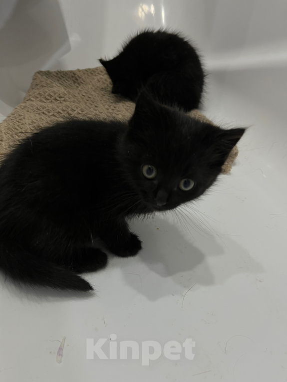 Кошки в Иркутске: котята Мальчик, Бесплатно - фото 4