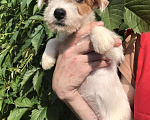 Собаки в Тюмени: Продажа щенков породы Джек Рассел Терьер, 30 000 руб. - фото 7