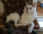 Кошки в Рязани: Котик, Бесплатно - фото 1