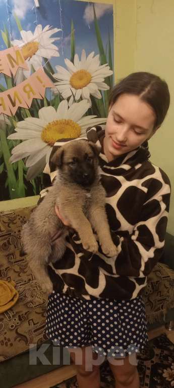 Собаки в других городах Свердловской области: Девочка Мальчик, 20 000 руб. - фото 1