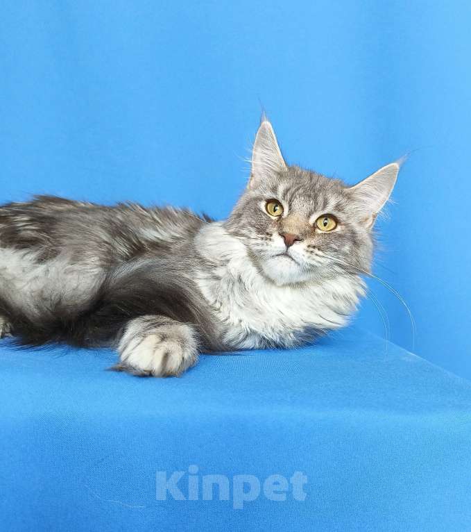 Кошки в Москве: Котенок Мейн-Кун Девочка Девочка, 40 000 руб. - фото 3