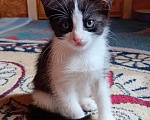 Кошки в Санкт-Петербурге: Котенок-девочка 1 месяц Девочка, 500 руб. - фото 3
