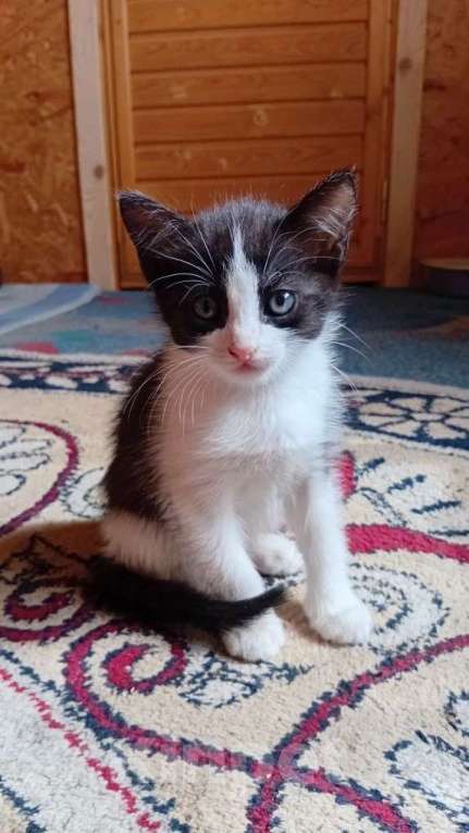 Кошки в Санкт-Петербурге: Котенок-девочка 1 месяц Девочка, 500 руб. - фото 3