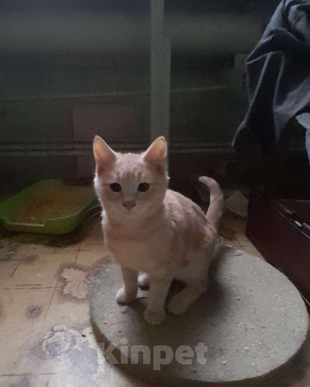 Кошки в Москве: Рыжий Дони Мальчик, Бесплатно - фото 5