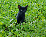 Кошки в Жуке: Котёнок в добрые руки Мальчик, Бесплатно - фото 1