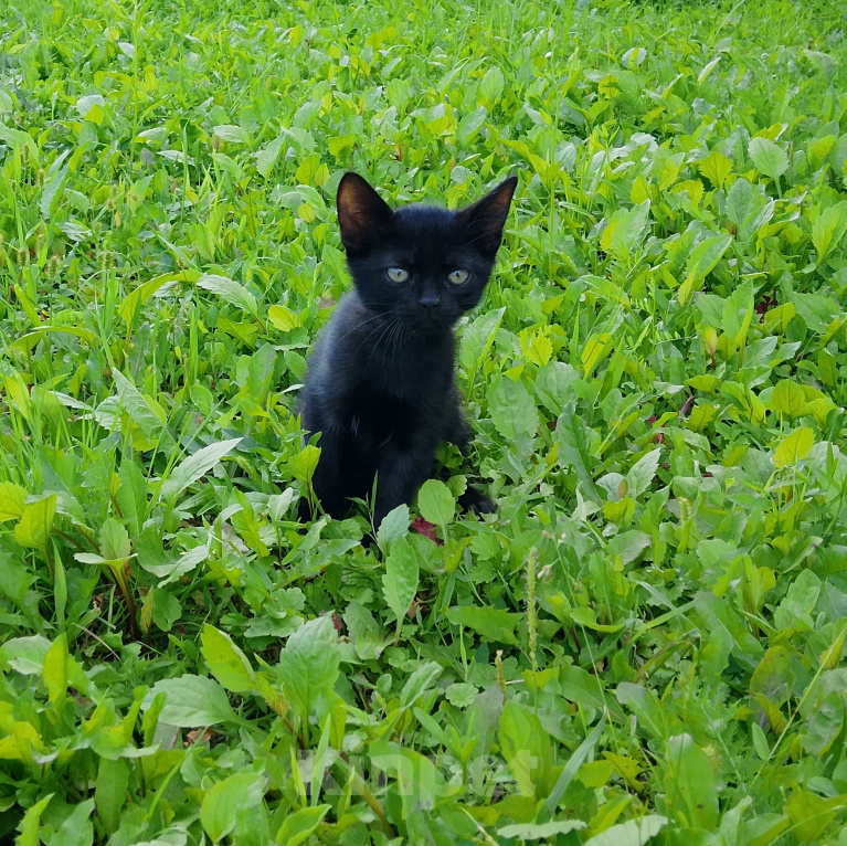 Кошки в Жуке: Котёнок в добрые руки Мальчик, Бесплатно - фото 1