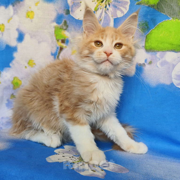 Кошки в Москве: Котёнок Мейн Кун Девочка Девочка, 60 000 руб. - фото 8