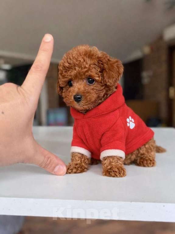 Собаки в Новосибирске: Той-пудель, щенок Девочка, 150 000 руб. - фото 3