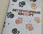Собаки в Орле: Чихуахуа Девочка, 50 000 руб. - фото 3