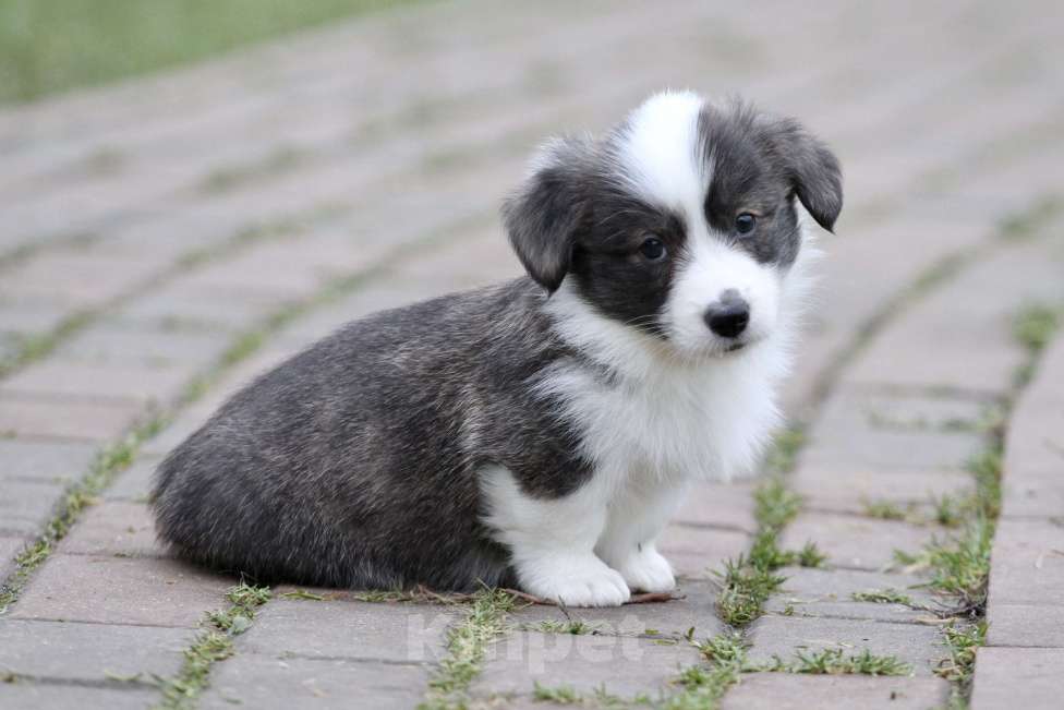 Собаки в Москве: Вельш корги кардиган-мальчик Мальчик, 50 000 руб. - фото 5
