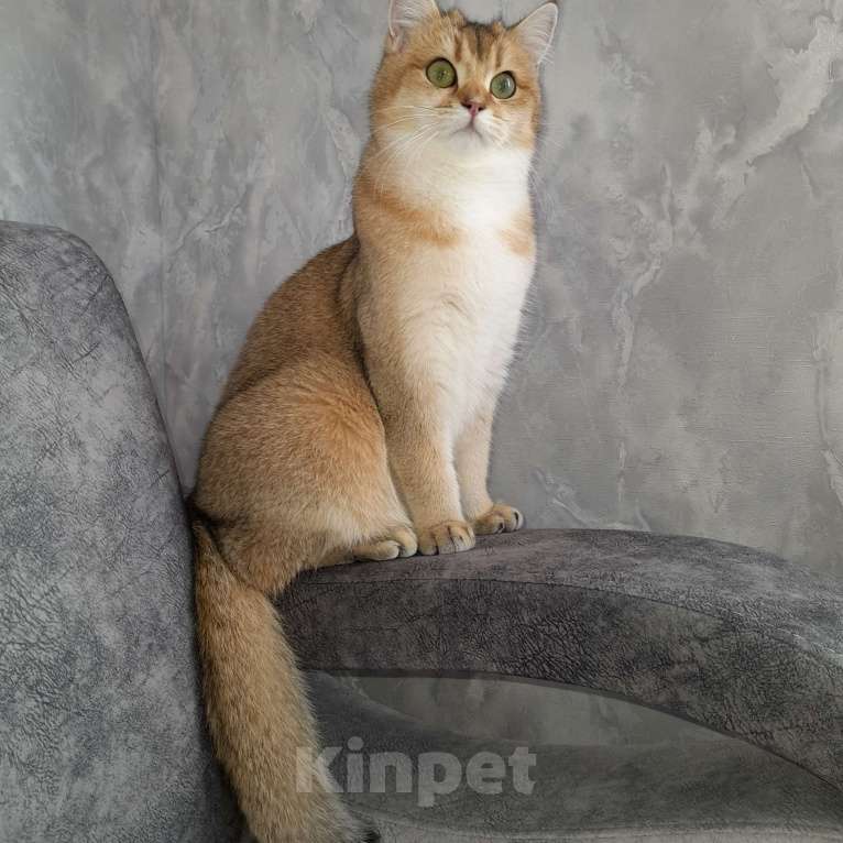 Кошки в Самаре: Котята золотой шиншиллы Мальчик, 30 000 руб. - фото 1