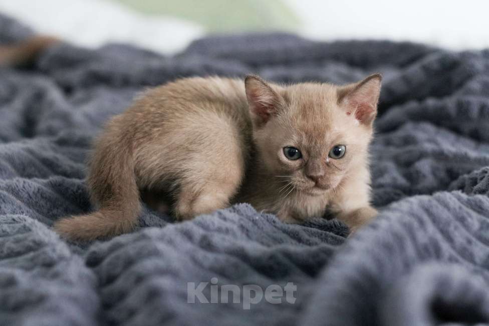 Кошки в Нижнем Новгороде: Бурманский мальчик шоколадного окраса Мальчик, 45 000 руб. - фото 6