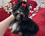 Собаки в Москве: Чёрный йорк подрощенная девочка стандарт Девочка, 90 000 руб. - фото 3