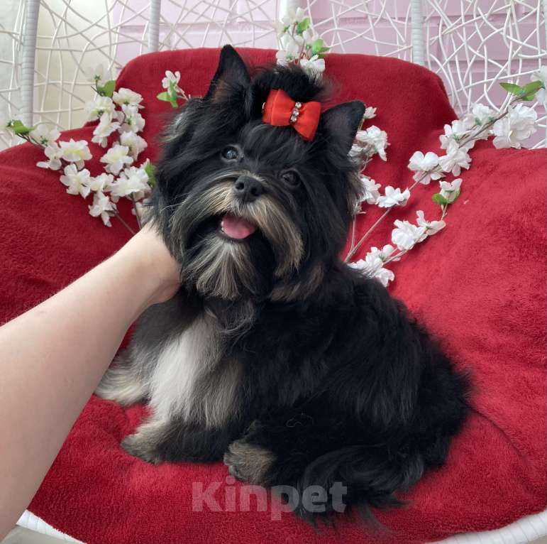 Собаки в Москве: Чёрный йорк подрощенная девочка стандарт Девочка, 90 000 руб. - фото 3