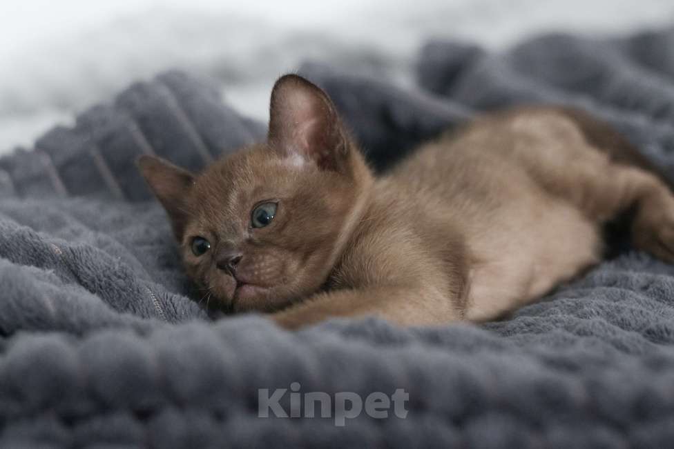 Кошки в Нижнем Новгороде: Котёнок европейской бурмы, мальчик, соболиный окрас Мальчик, 48 000 руб. - фото 10