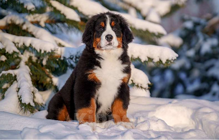 Собаки в Волоколамске: Бернский Зенненхунд, Ласточка.  Девочка, 250 000 руб. - фото 1