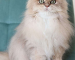 Кошки в Владивостоке: Длинношерстный котенок драгоценного окраса Мальчик, 80 000 руб. - фото 5