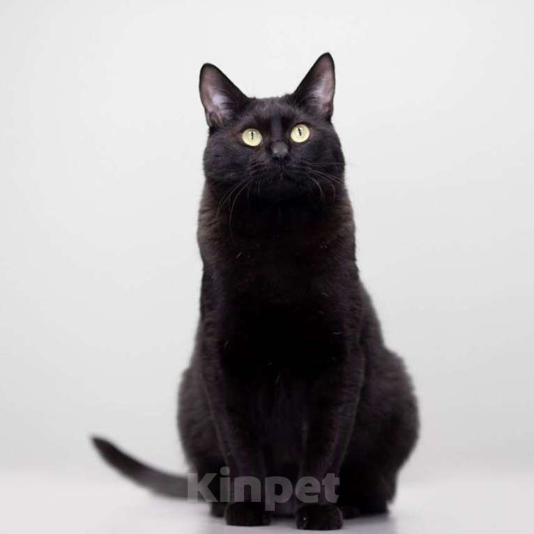 Кошки в Москве: Котик Черныш ищет дом Мальчик, Бесплатно - фото 3