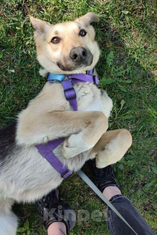 Собаки в Москве: Дионис Мальчик, Бесплатно - фото 7