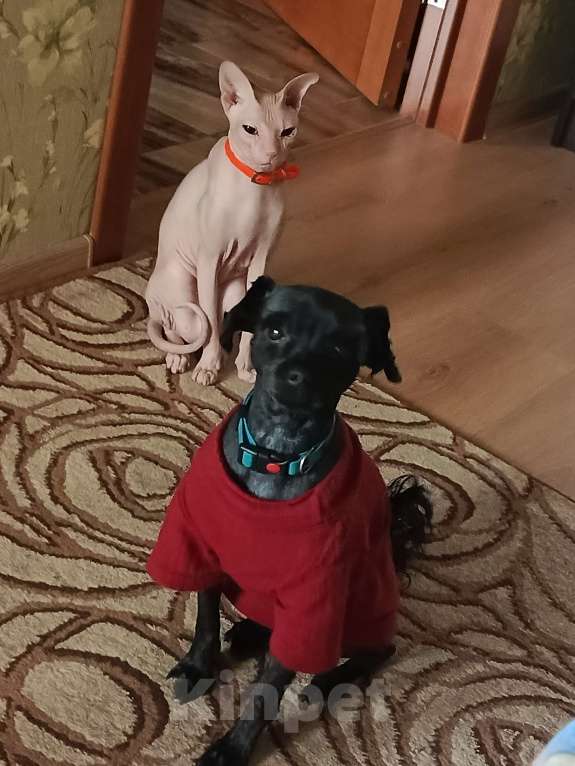 Собаки в Таганроге: Отдам собаку в добрые руки. Мальчик, Бесплатно - фото 1