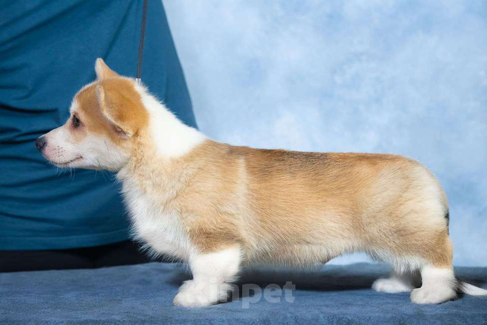 Собаки в Москве: Вельш корги пемброк  Мальчик, 100 000 руб. - фото 4