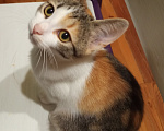 Кошки в Волжском: Котёнок ищет дом Девочка, 100 руб. - фото 1
