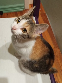 Котёнок ищет дом