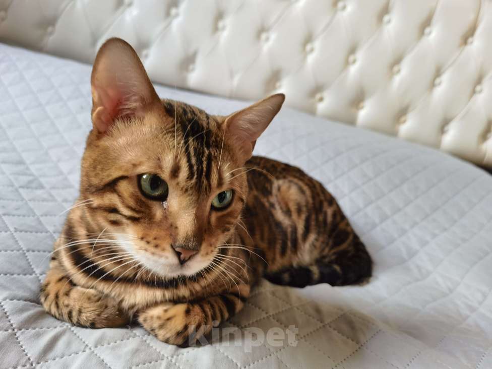 Кошки в Симферополе: Милого котяшина в добрые руки Мальчик, Бесплатно - фото 1