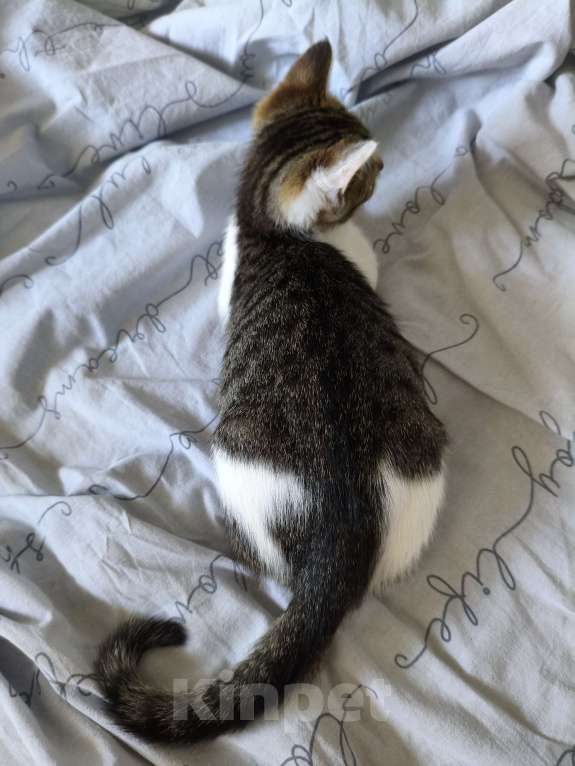 Кошки в других городах Московской области: котёнок Девочка, Бесплатно - фото 8