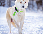 Собаки в Солнечногорске: Маленькая красотка в дар Девочка, Бесплатно - фото 8