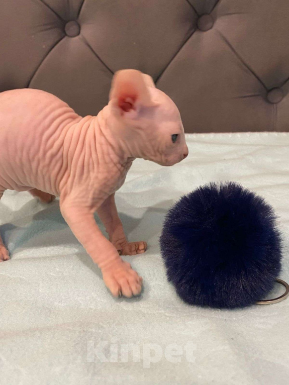 Кошки в Москве: Топовые котята эльф  Мальчик, 60 000 руб. - фото 3