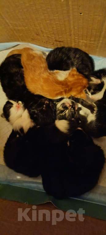 Кошки в других городах Новосибирской области: Котята Мейн-кун  Мальчик, 16 000 руб. - фото 2