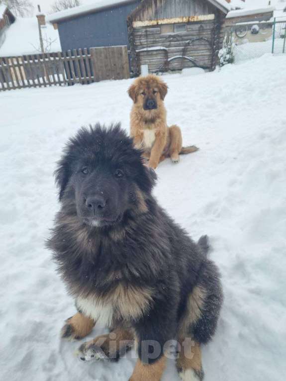 Собаки в Ярославле: Банхар щенок Девочка, 55 000 руб. - фото 2