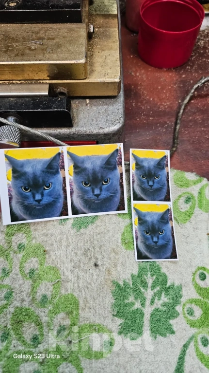 Кошки в Екатеринбурге: Отдам в добрые руки единственным питомцем в семье Девочка, Бесплатно - фото 6