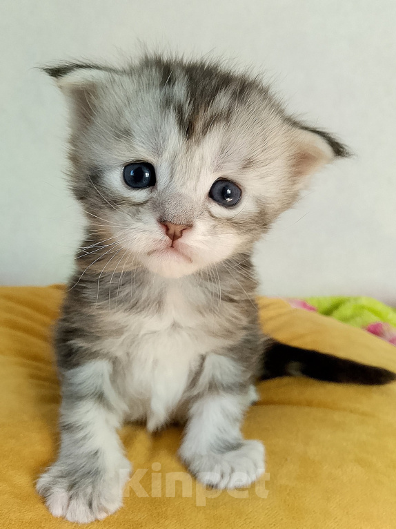 Кошки в Энгельс: Котята Мейн Кун Девочка, 50 000 руб. - фото 2