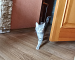 Кошки в Казани: Отдаю в добрые руки, со всем необходимым Девочка, Бесплатно - фото 1