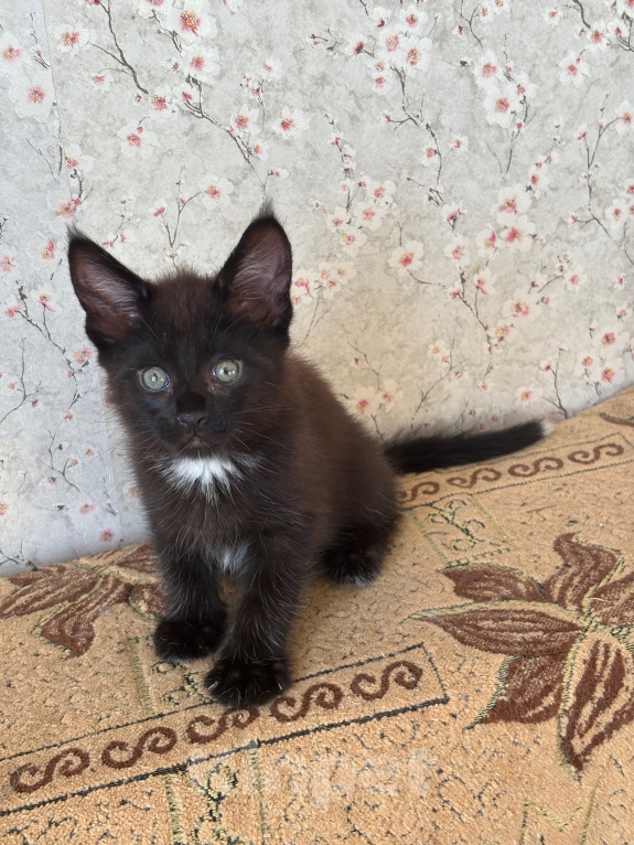 Кошки в Екатеринбурге: Мейн-кунята для Вас Мальчик, 5 000 руб. - фото 6