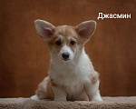 Собаки в Перми: Щенки вельш-корги Разнополые, 60 000 руб. - фото 4