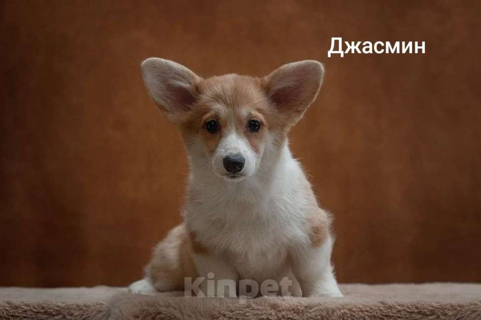 Собаки в Перми: Щенки вельш-корги Разнополые, 60 000 руб. - фото 4