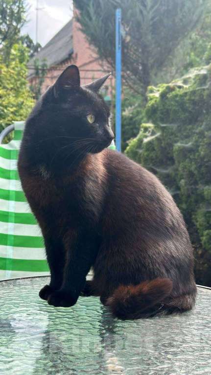 Кошки в Батайске: Пропал котик Мальчик, Бесплатно - фото 1