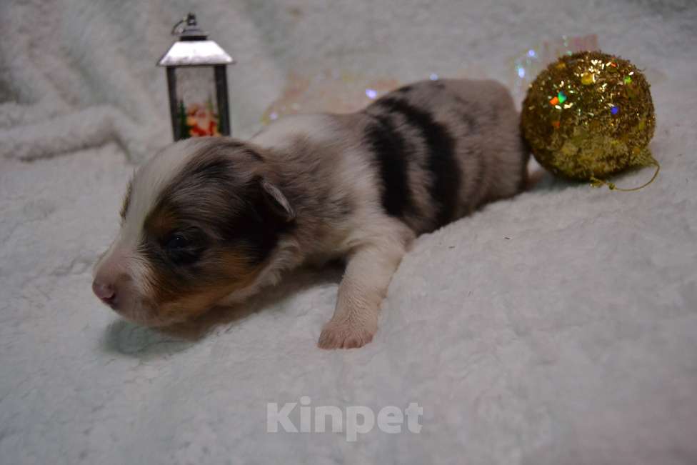 Собаки в Москве: Бордер Колли /редчайший окрас/ Мальчик, 100 000 руб. - фото 4