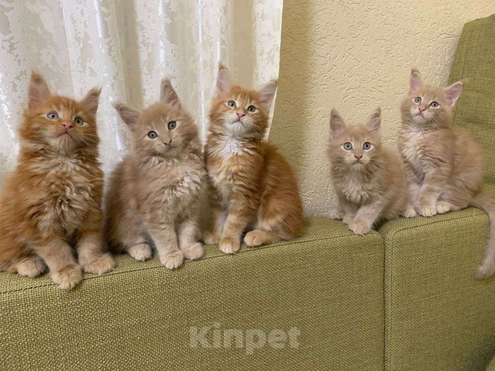 Кошки в Москве: котенок Мейн- кун полидакт с родословной Мальчик, 75 000 руб. - фото 9