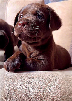 Щенки Лабрадора