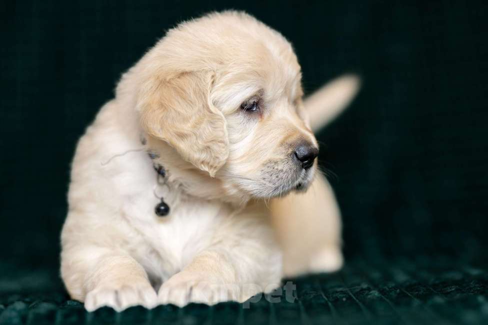 Собаки в других городах Московской области: золотистые ретриверы Мальчик, 120 000 руб. - фото 4