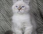 Кошки в Кирове: Чудесный котик Мальчик, Бесплатно - фото 2